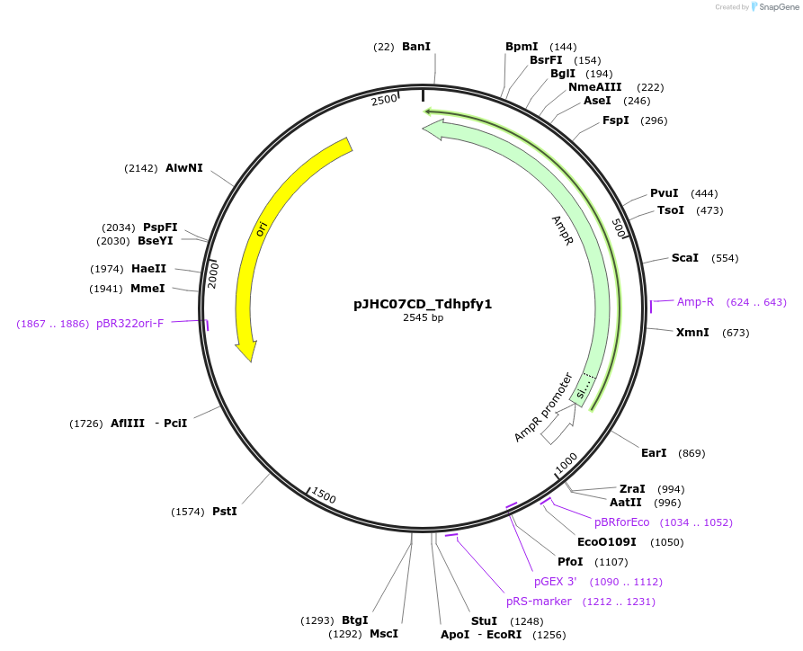 257393-plasmid-map-sequence-id-515076