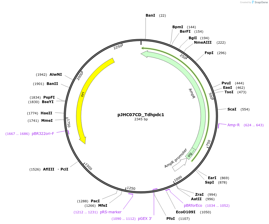 257387-plasmid-map-sequence-id-515077