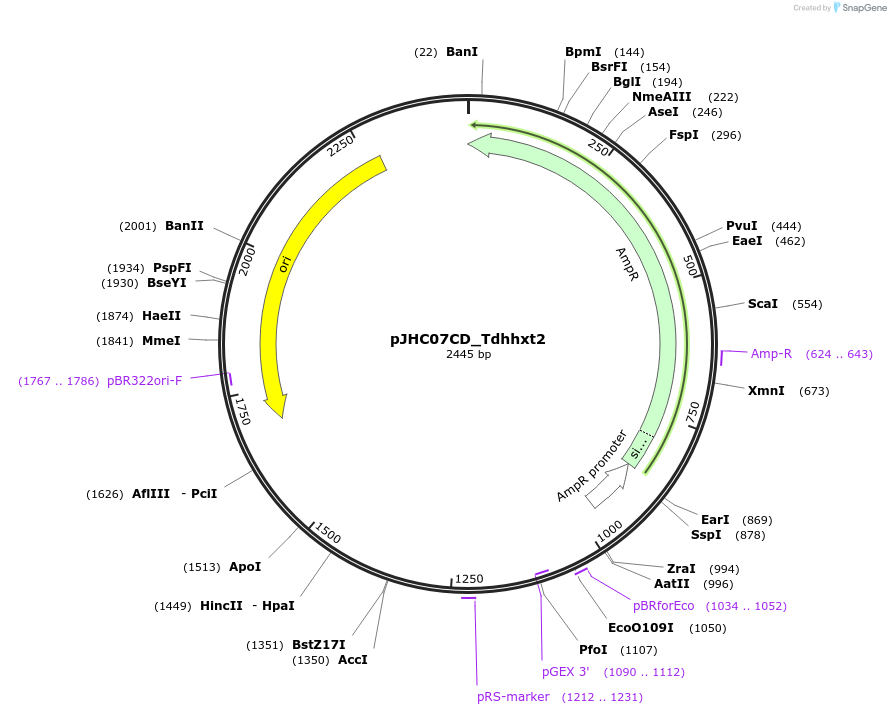 257376-plasmid-map-sequence-id-515078