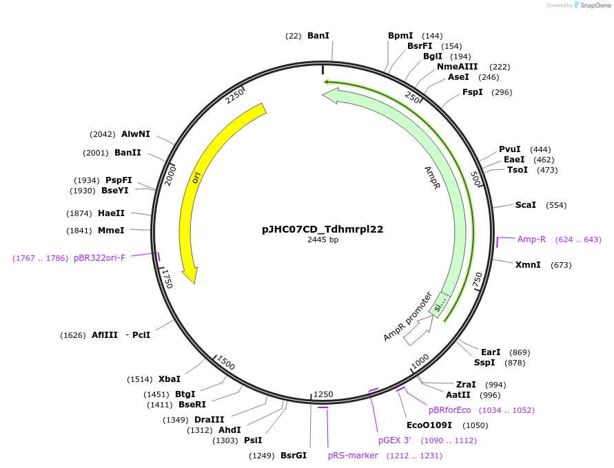 257385-plasmid-map-sequence-id-515079