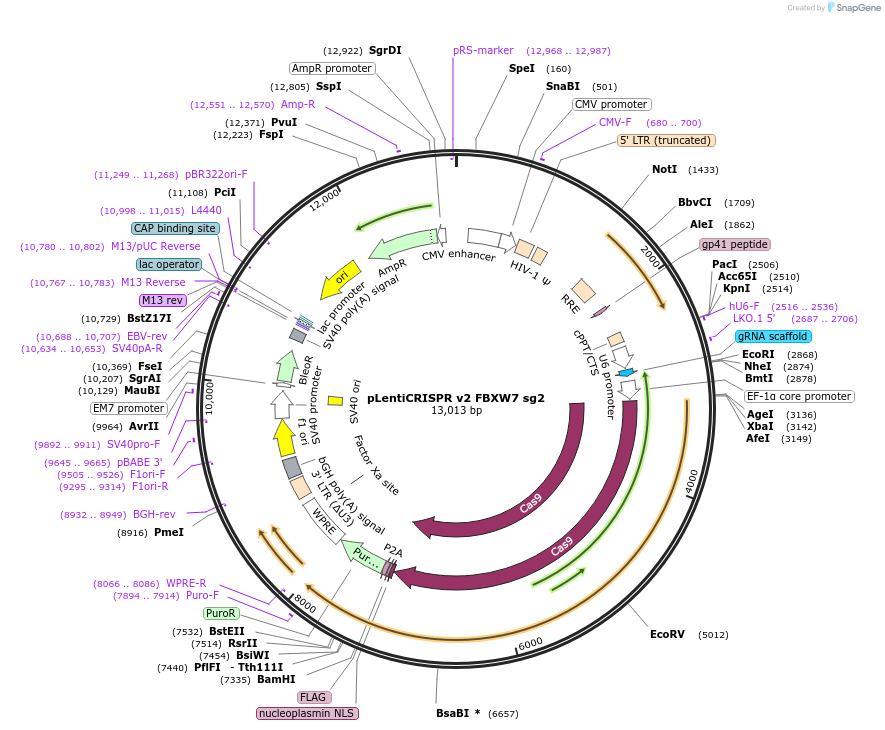 258101-plasmid-map-sequence-id-515081