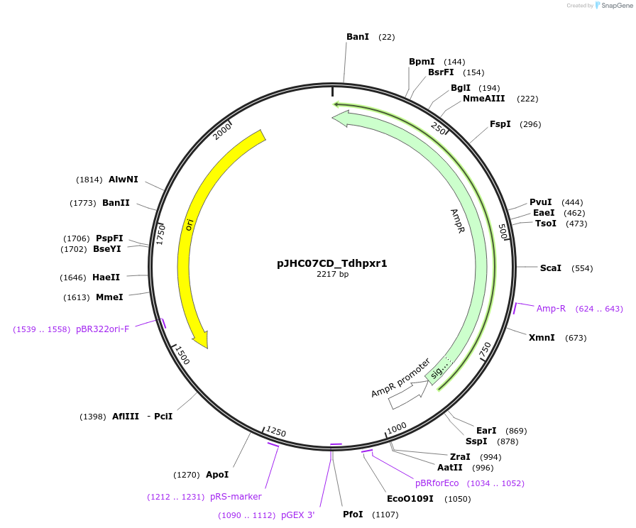 257375-plasmid-map-sequence-id-515085