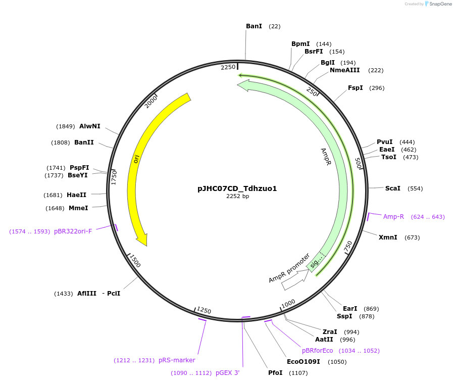 257382-plasmid-map-sequence-id-515086