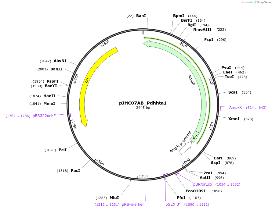 257369-plasmid-map-sequence-id-515087