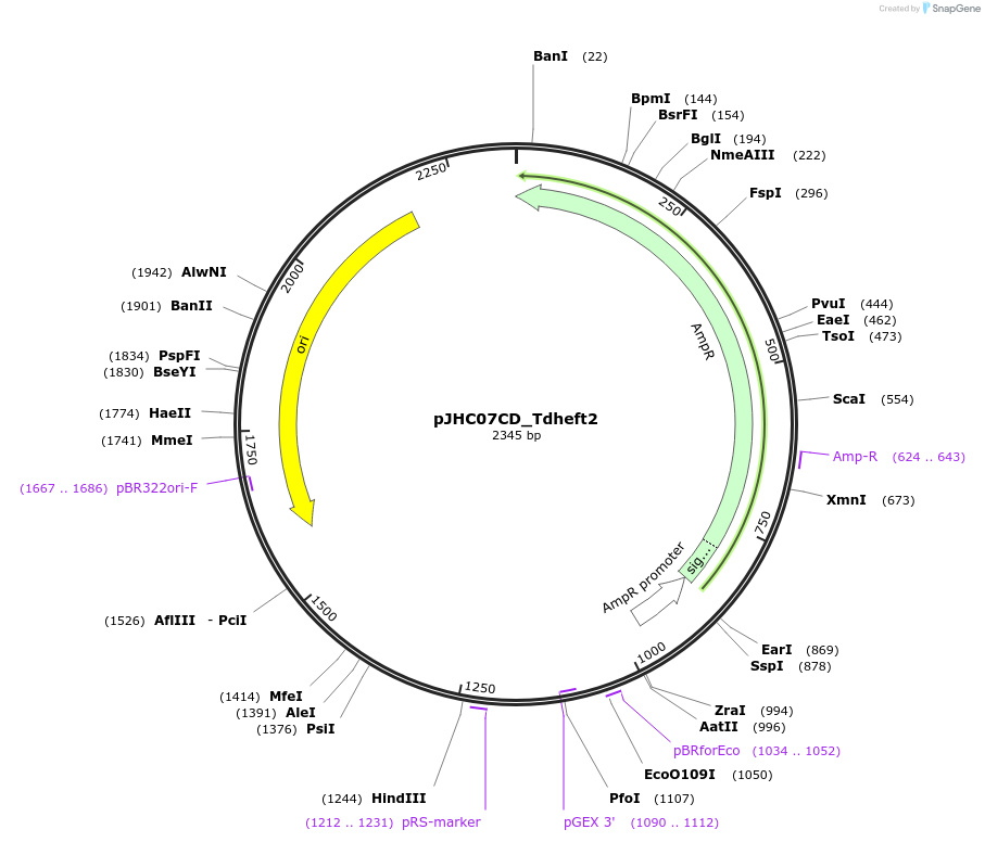 257389-plasmid-map-sequence-id-515089
