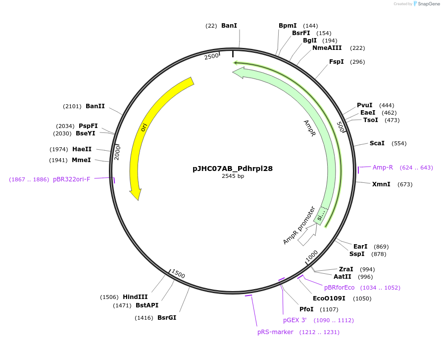 257370-plasmid-map-sequence-id-515094