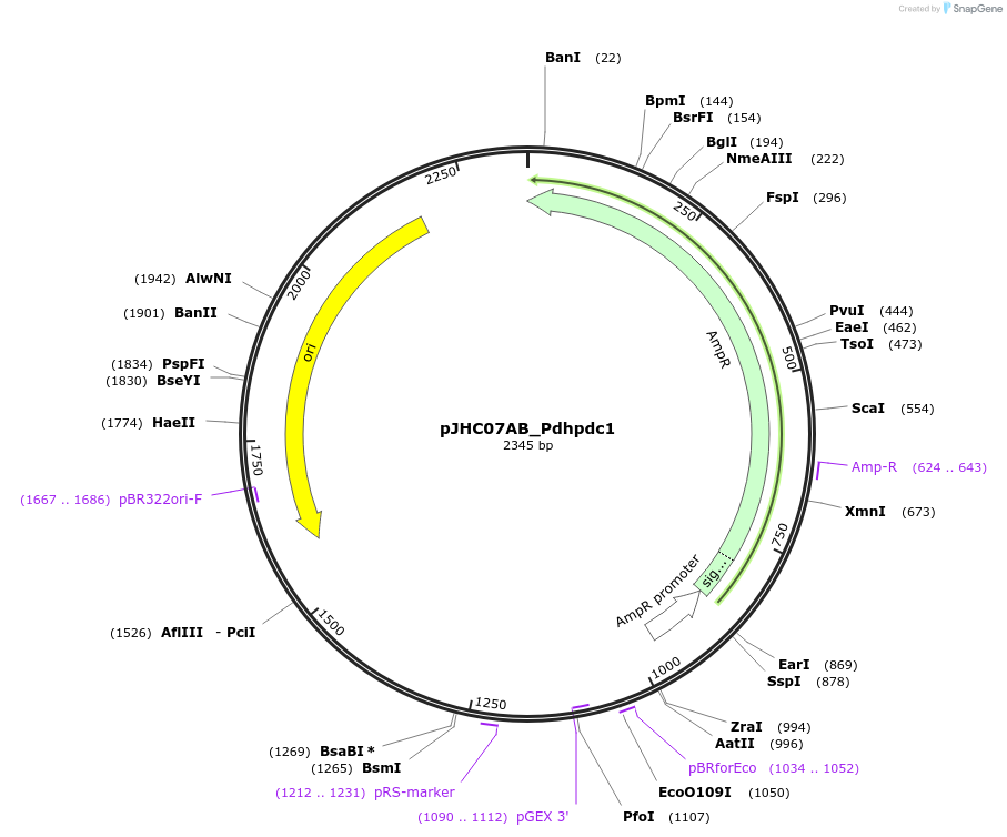 257363-plasmid-map-sequence-id-515095