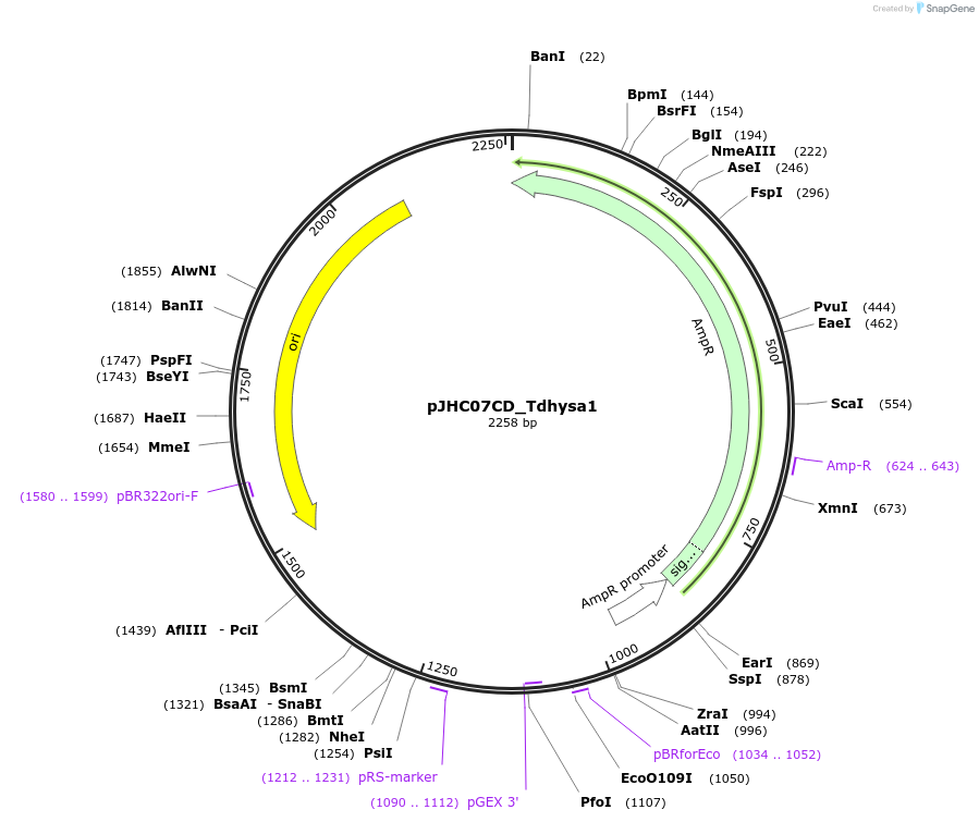 257379-plasmid-map-sequence-id-515096