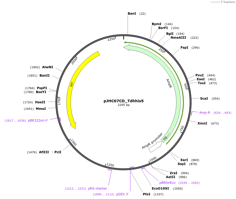 257374-plasmid-map-sequence-id-515097
