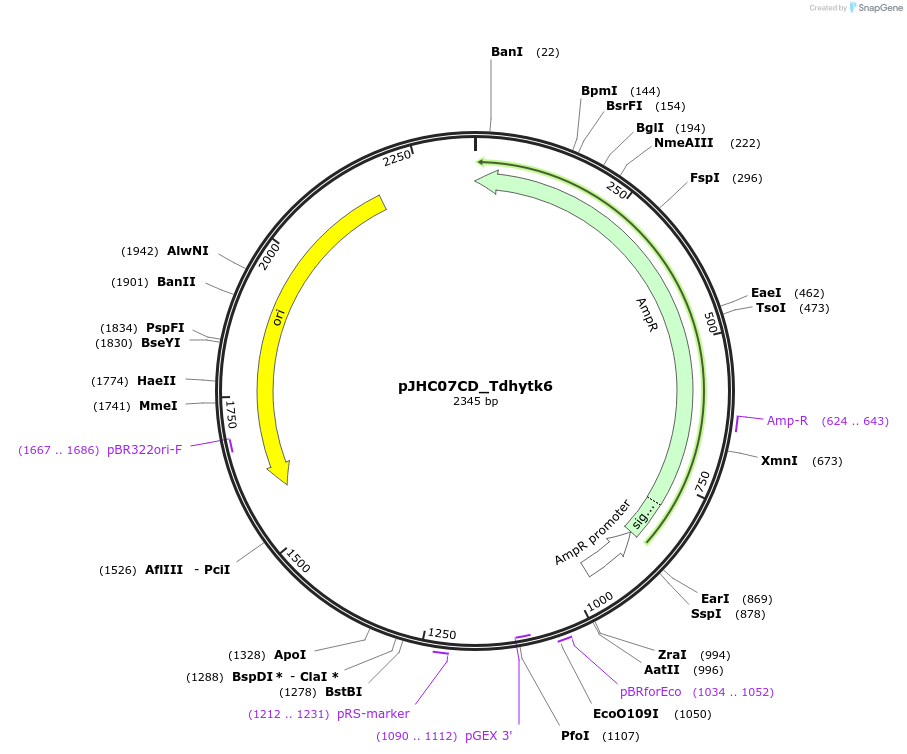 257373-plasmid-map-sequence-id-515098