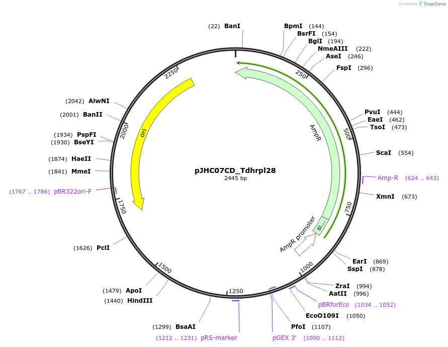 257390-plasmid-map-sequence-id-515103