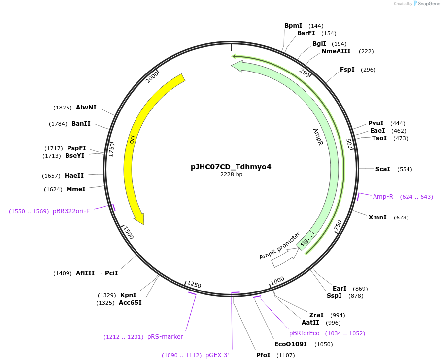 257377-plasmid-map-sequence-id-515104
