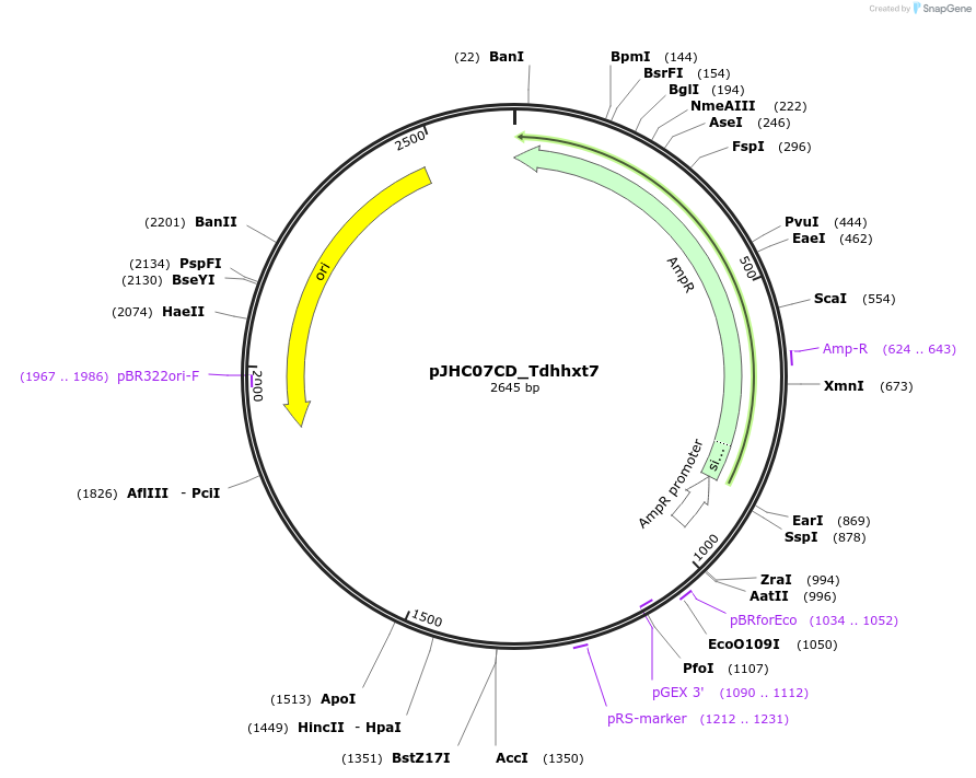 257380-plasmid-map-sequence-id-515105