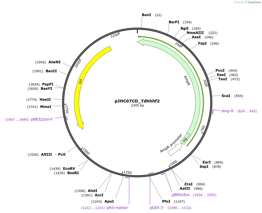257381-plasmid-map-sequence-id-515106