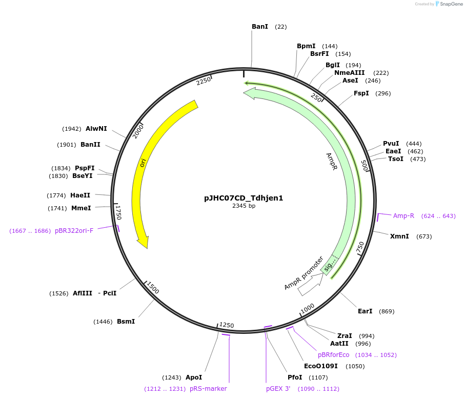 257392-plasmid-map-sequence-id-515107