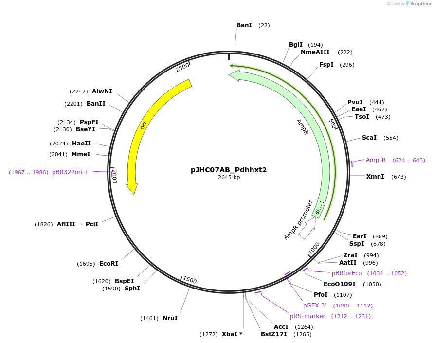 257356-plasmid-map-sequence-id-515112