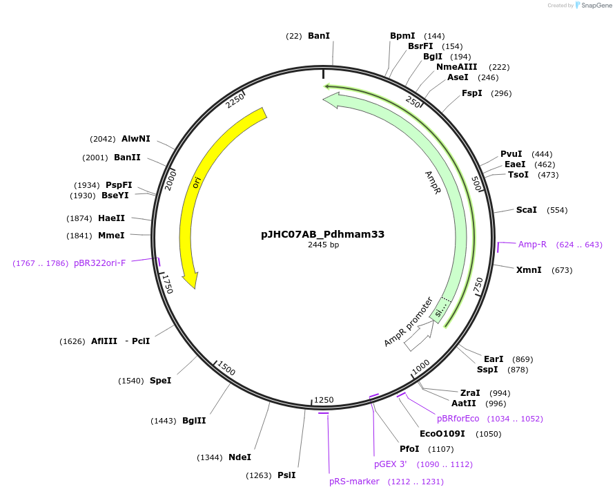 257357-plasmid-map-sequence-id-515113