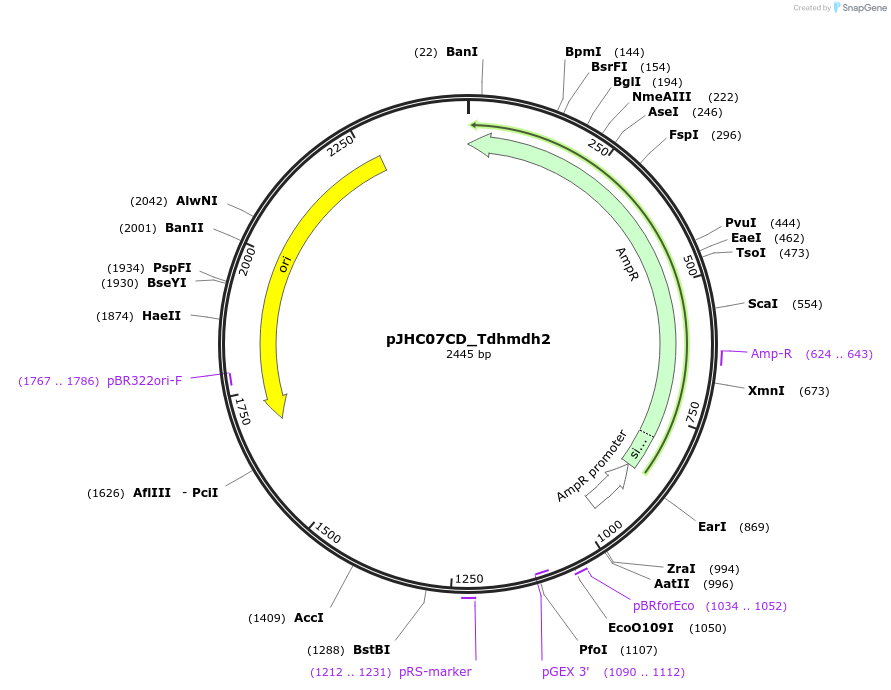 257384-plasmid-map-sequence-id-515114