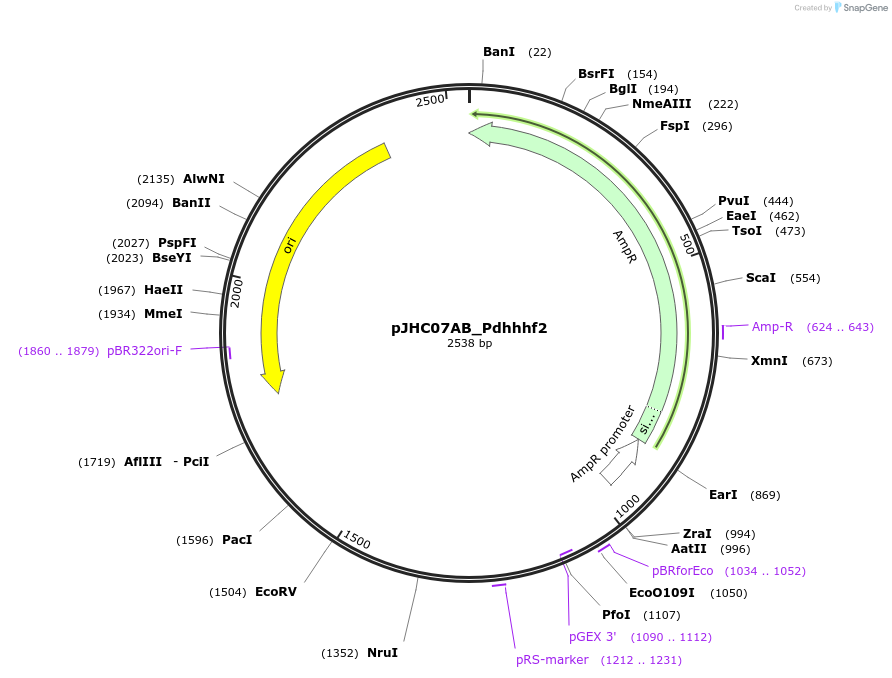 257368-plasmid-map-sequence-id-515115