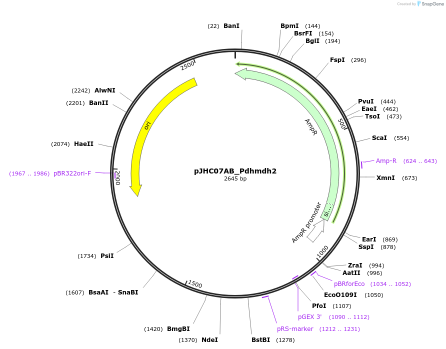 257359-plasmid-map-sequence-id-515116