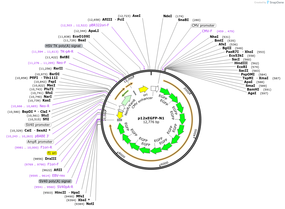122172-plasmid-map-sequence-id-515142