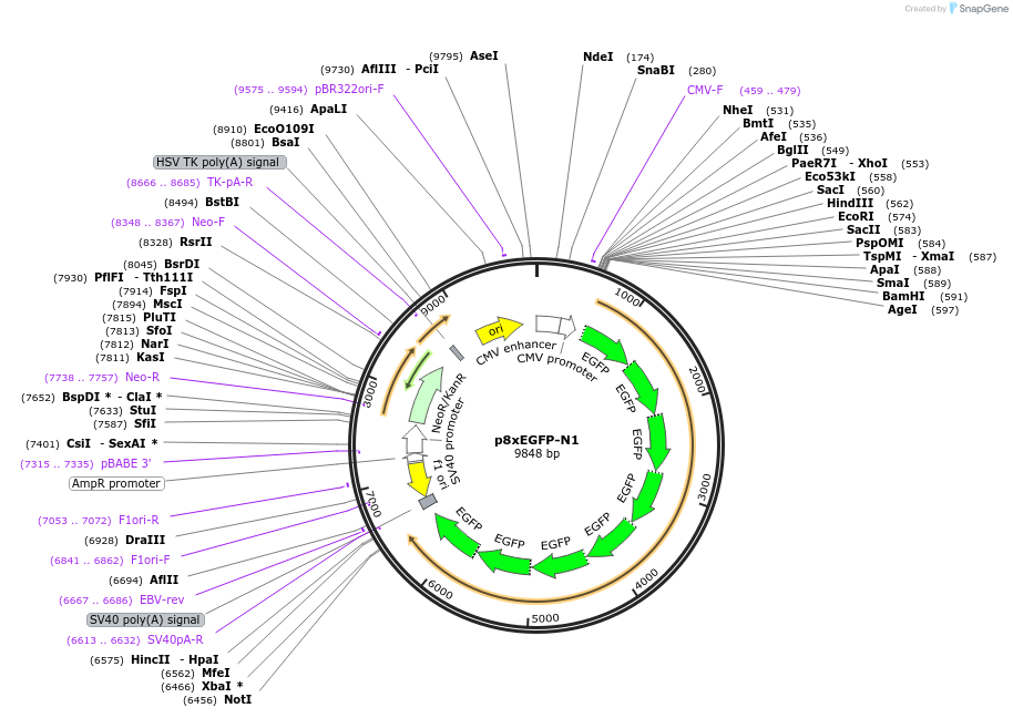 122168-plasmid-map-sequence-id-515144