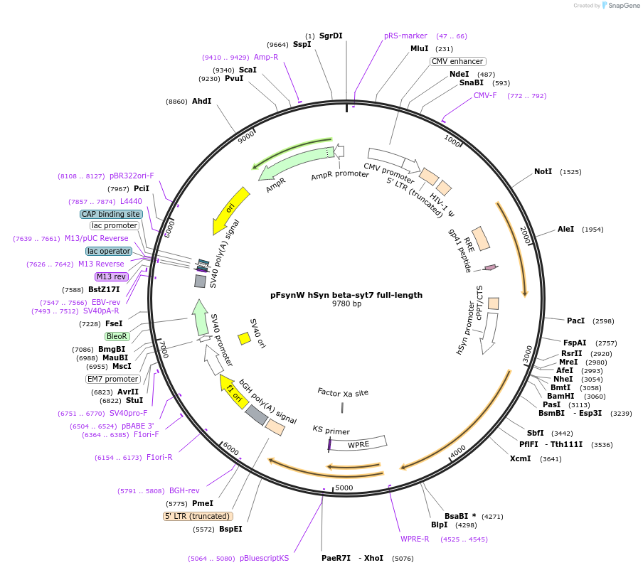257620-plasmid-map-sequence-id-515147