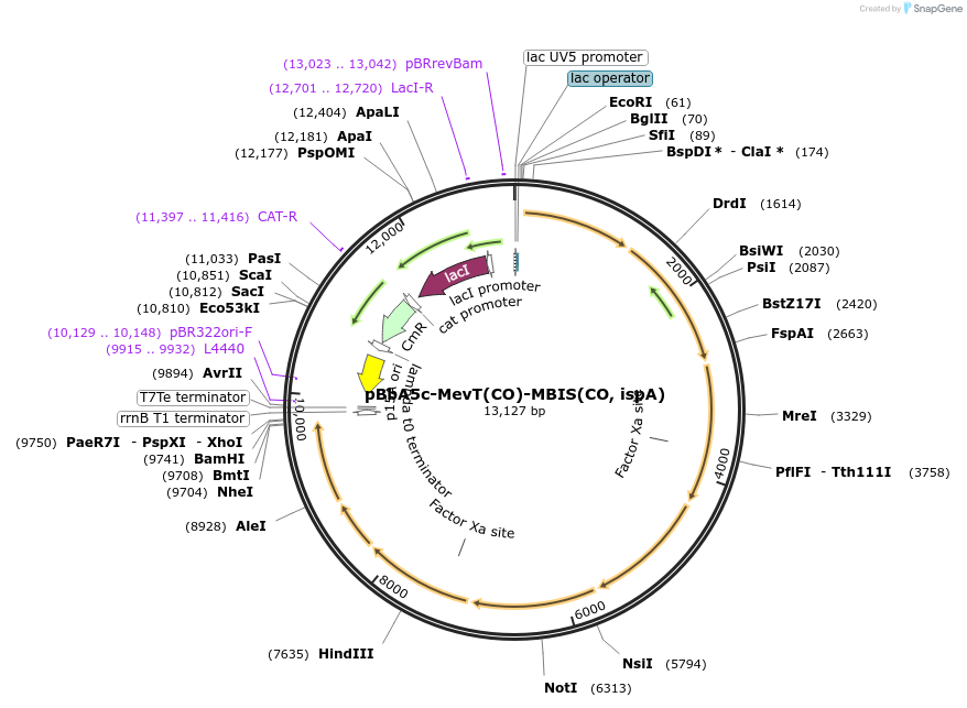 35151-plasmid-map-sequence-id-515151
