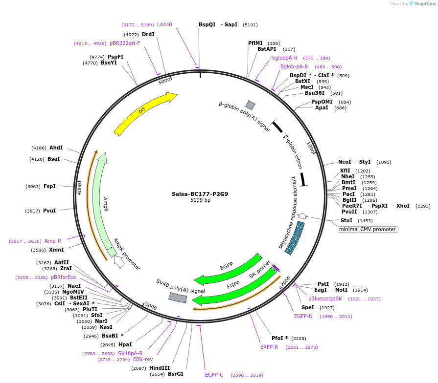 203018-plasmid-map-sequence-id-515159