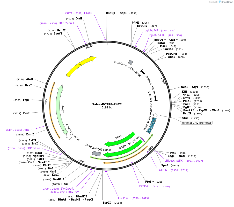203139-plasmid-map-sequence-id-515165