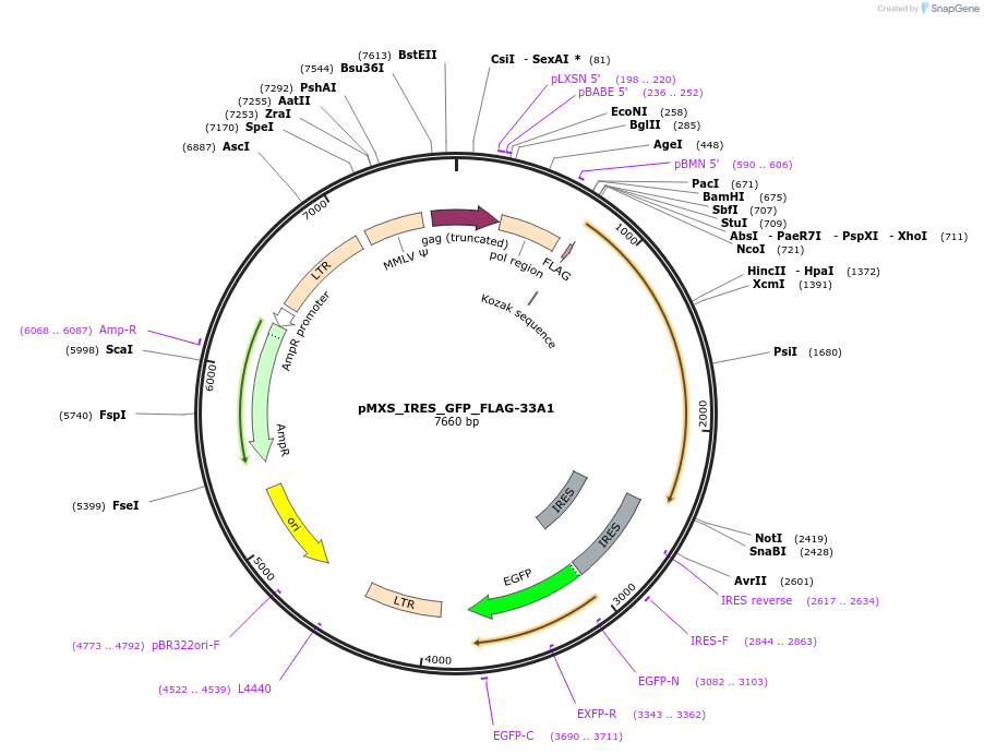 257599-plasmid-map-sequence-id-515167