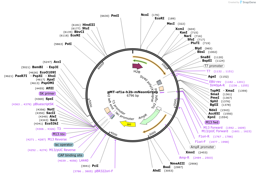 254877-plasmid-map-sequence-id-515178