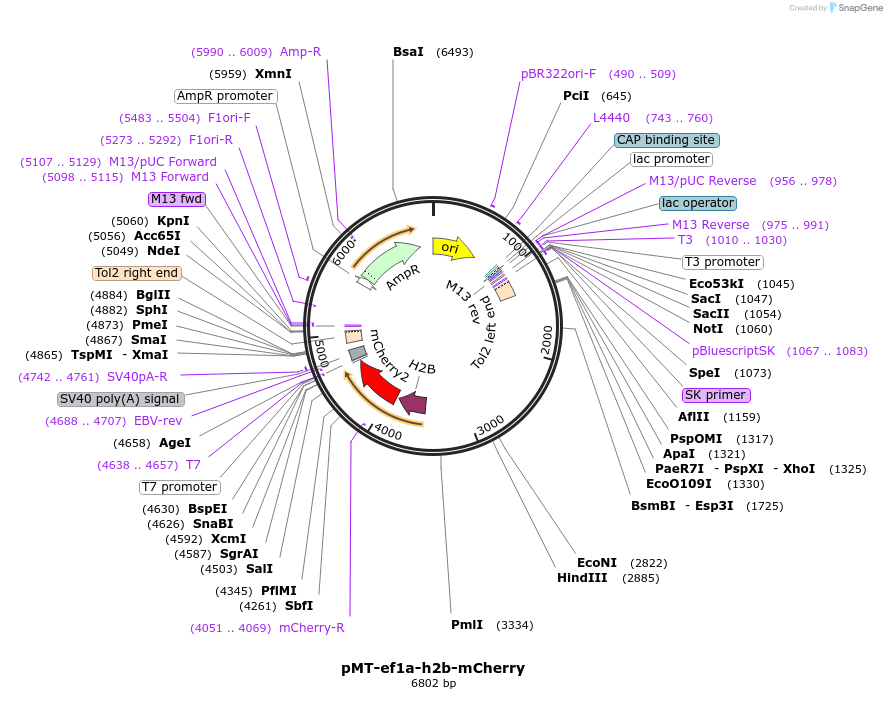 254876-plasmid-map-sequence-id-515179