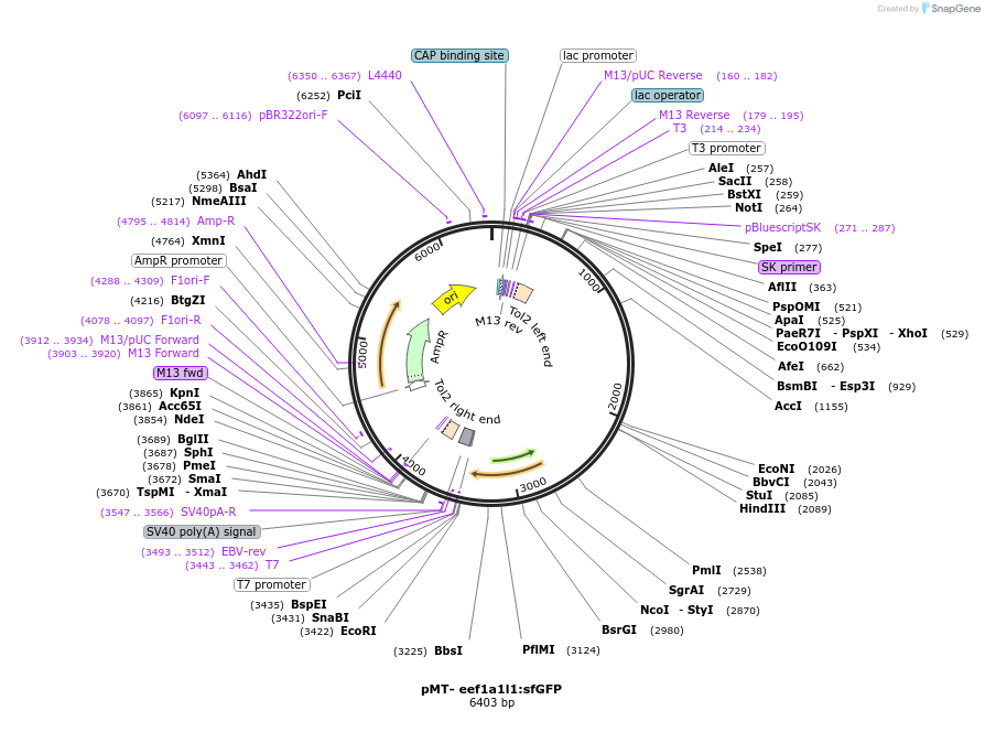 254856-plasmid-map-sequence-id-515234