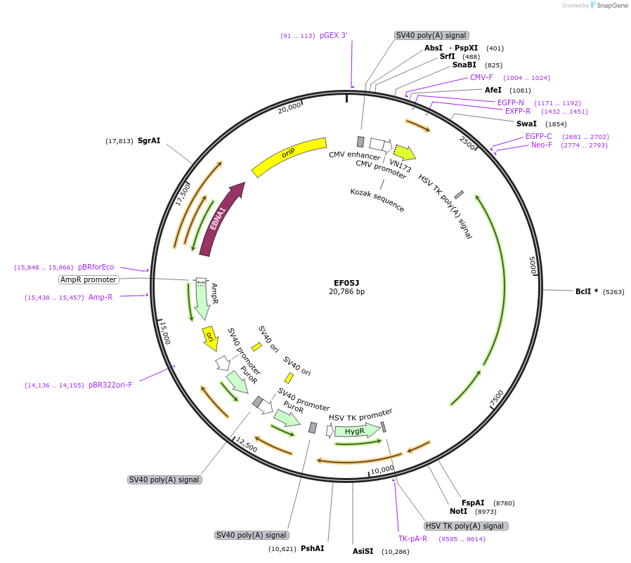 42941-plasmid-map-sequence-id-515235