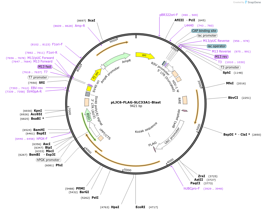 257600-plasmid-map-sequence-id-515240