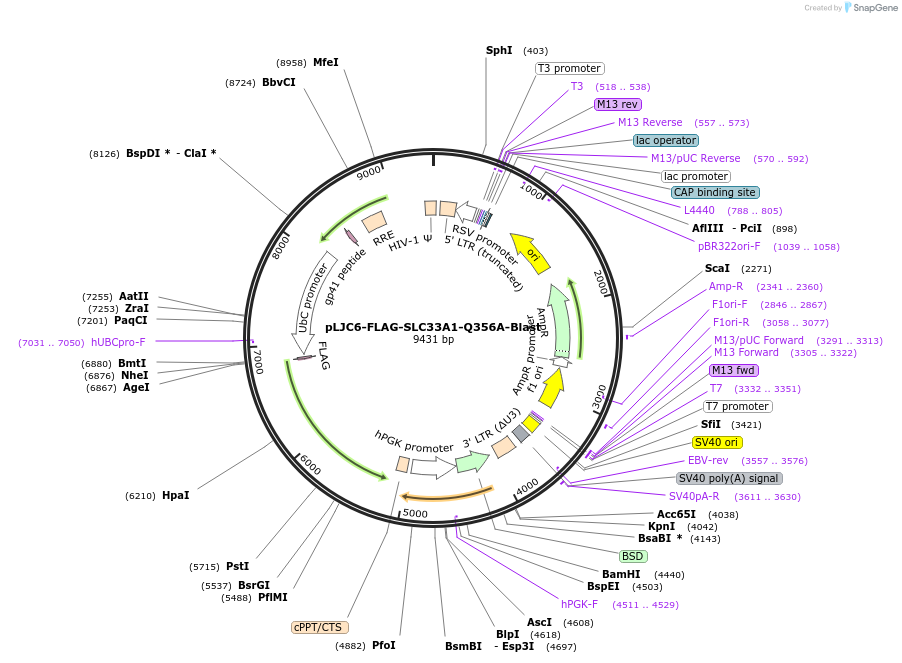 257603-plasmid-map-sequence-id-515243