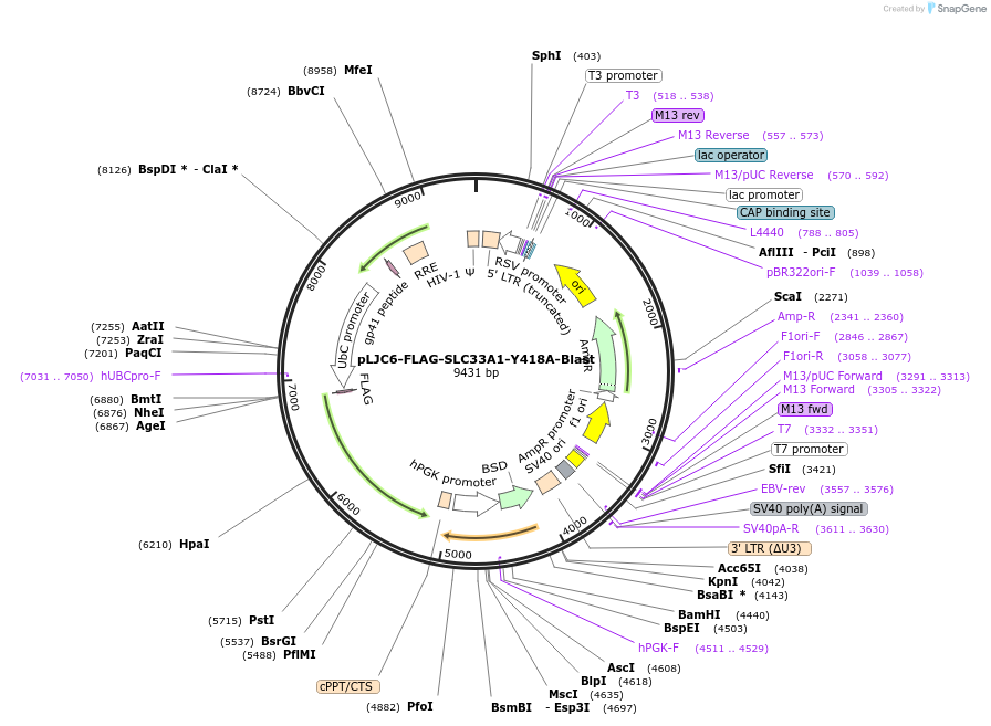 257605-plasmid-map-sequence-id-515245