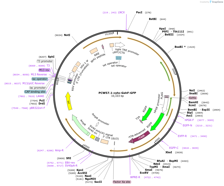257608-plasmid-map-sequence-id-515247