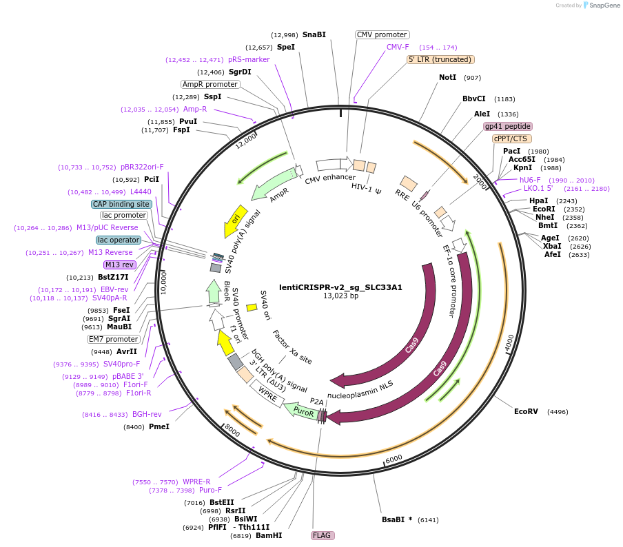257609-plasmid-map-sequence-id-515248