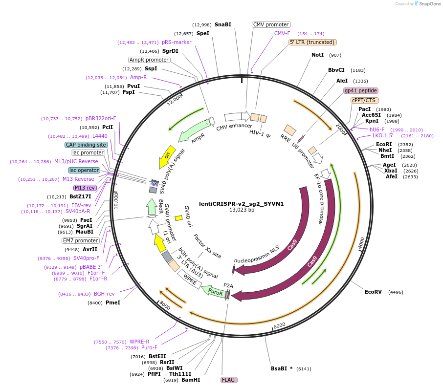 257611-plasmid-map-sequence-id-515250
