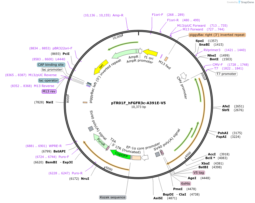 255932-plasmid-map-sequence-id-515252