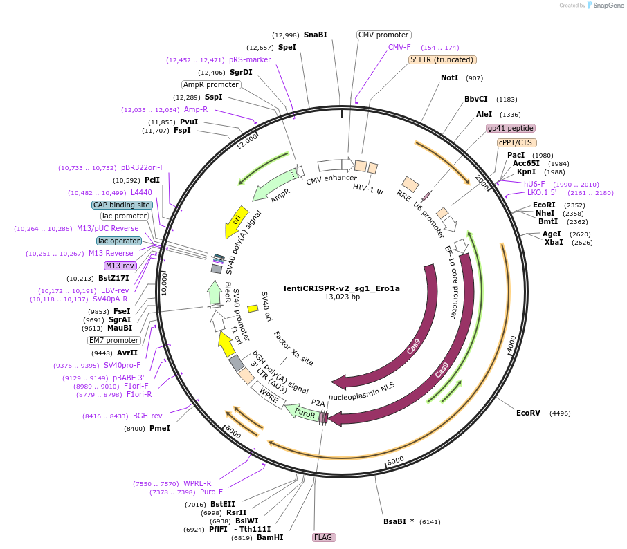 257613-plasmid-map-sequence-id-515253