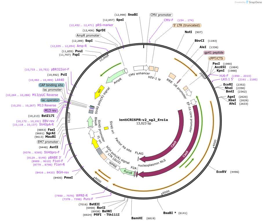 257614-plasmid-map-sequence-id-515254