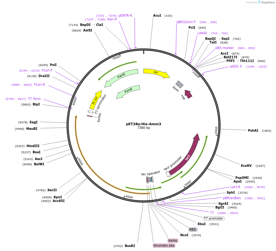 257775-plasmid-map-sequence-id-515300