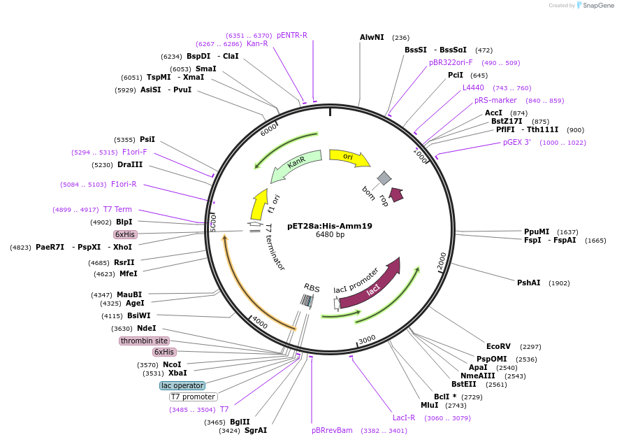 257777-plasmid-map-sequence-id-515302