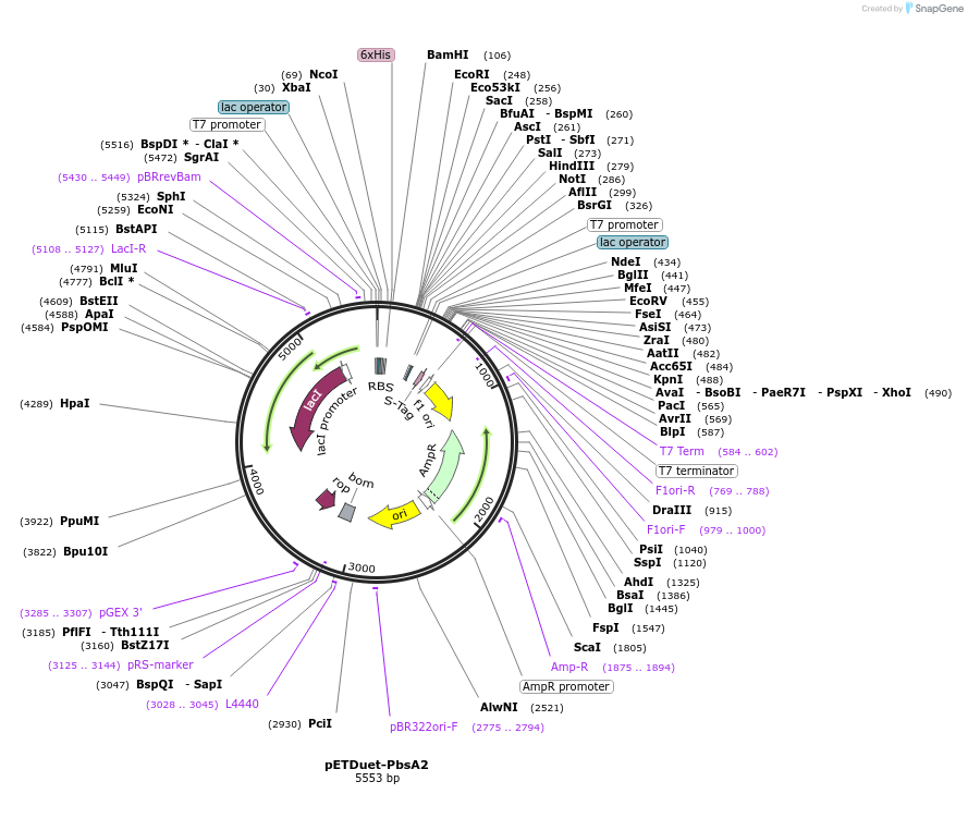 257779-plasmid-map-sequence-id-515304