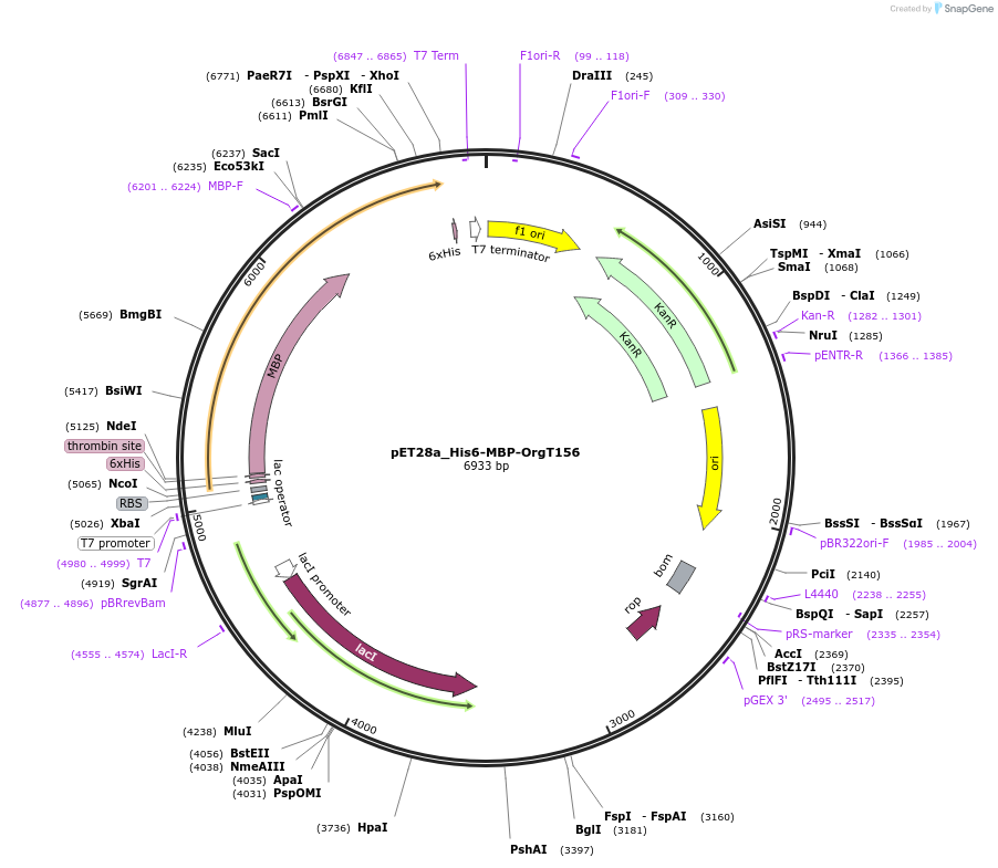 257754-plasmid-map-sequence-id-515309