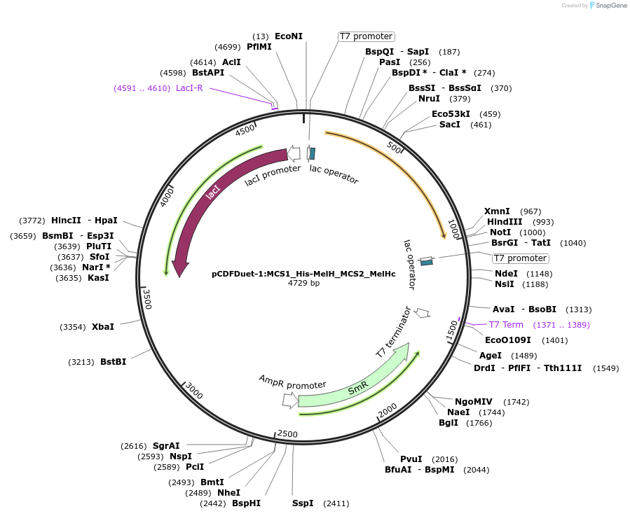 257767-plasmid-map-sequence-id-515312