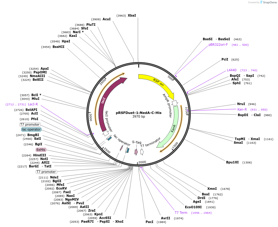 257771-plasmid-map-sequence-id-515315